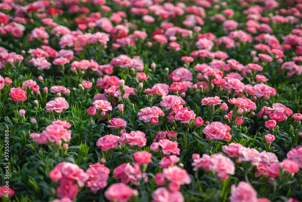 Abstract Top View of Colorful Flowers Fields Background Abstract Top View of Colorful Flowers Fields Background