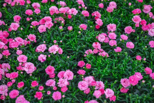 Fototapeta Naklejka Na Ścianę i Meble -  Abstract Top View of Colorful Flowers Fields Background