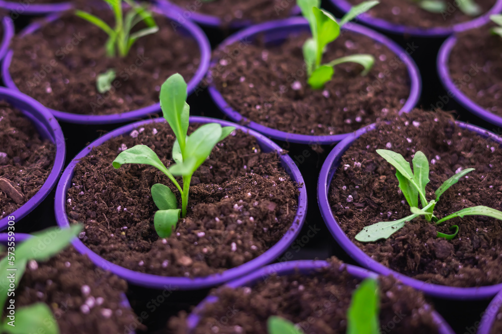 Selective Close-up of green seedling.Green plant growing from seed in pots Selective Close-up of green seedling.Green plant growing from seed in pots