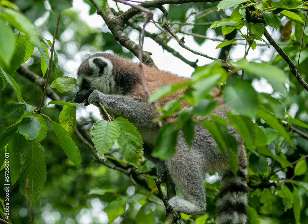 Fototapeta premium Lemur in tree