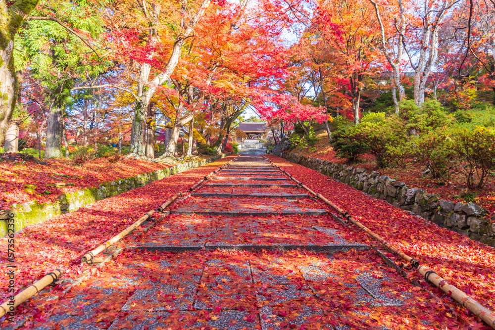 Obraz premium 京都 毘沙門堂の紅葉 