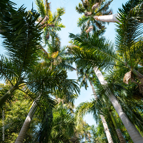 Green palm trees with spreading leaves. Wide viewing angle.