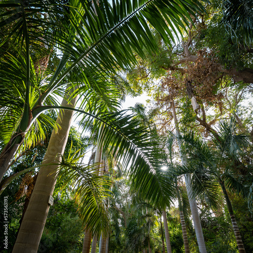 Green palm trees with spreading leaves. Wide viewing angle.