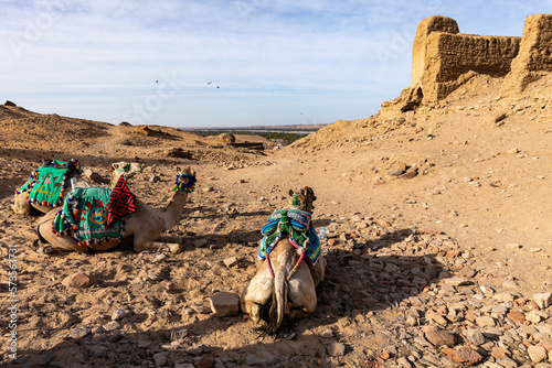 Camels for Tourist in Aswan Desert Landscape. Aswan  Egypt.