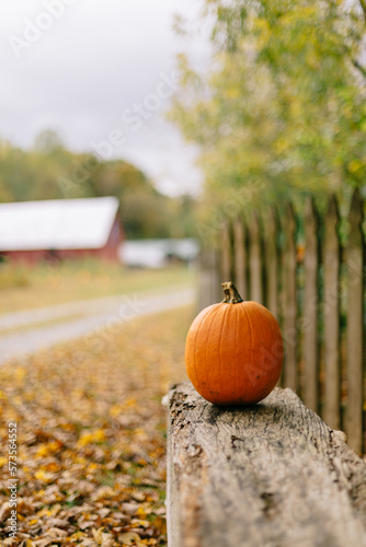 Festive pumpkins