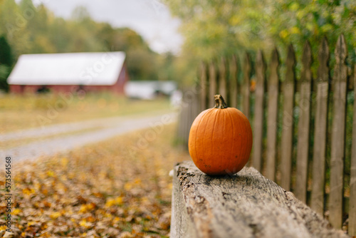 Festive pumpkins
