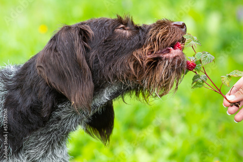dog eats raspberries from a branch