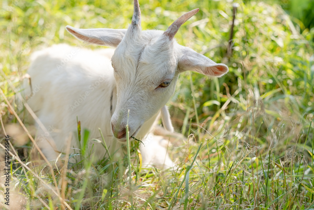 Obraz premium A young white pure goat lies on a pasture in spring.