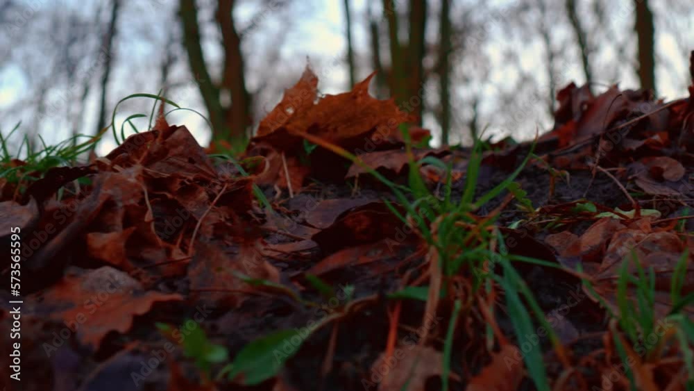 Fallen yellow red leaves, wet from melted sno in city park. Mystical atmosphere, mysterious fairy tale forest