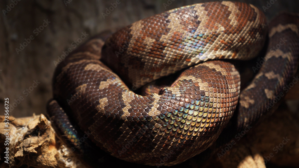 A scaly large reticulated python coiled up in a knot and waits for a victim. A beautiful pattern on the skin shimmers with a rainbow. A scaly large reticulated python coiled up in a knot and waits for a victim. A beautiful pattern on the skin shimmers with a rainbow.