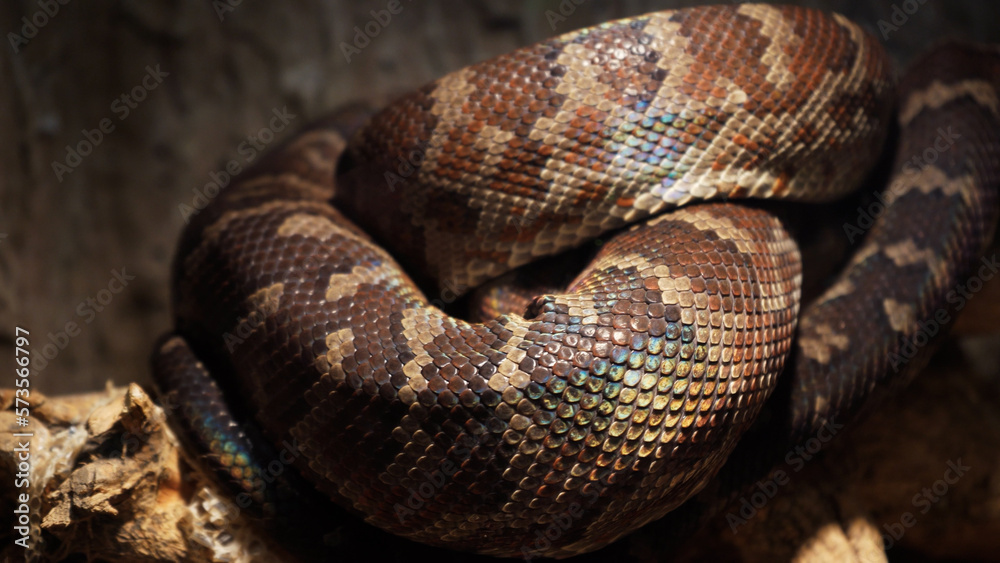 A scaly large reticulated python coiled up in a knot and waits for a victim. A beautiful pattern on the skin shimmers with a rainbow. A scaly large reticulated python coiled up in a knot and waits for a victim. A beautiful pattern on the skin shimmers with a rainbow.