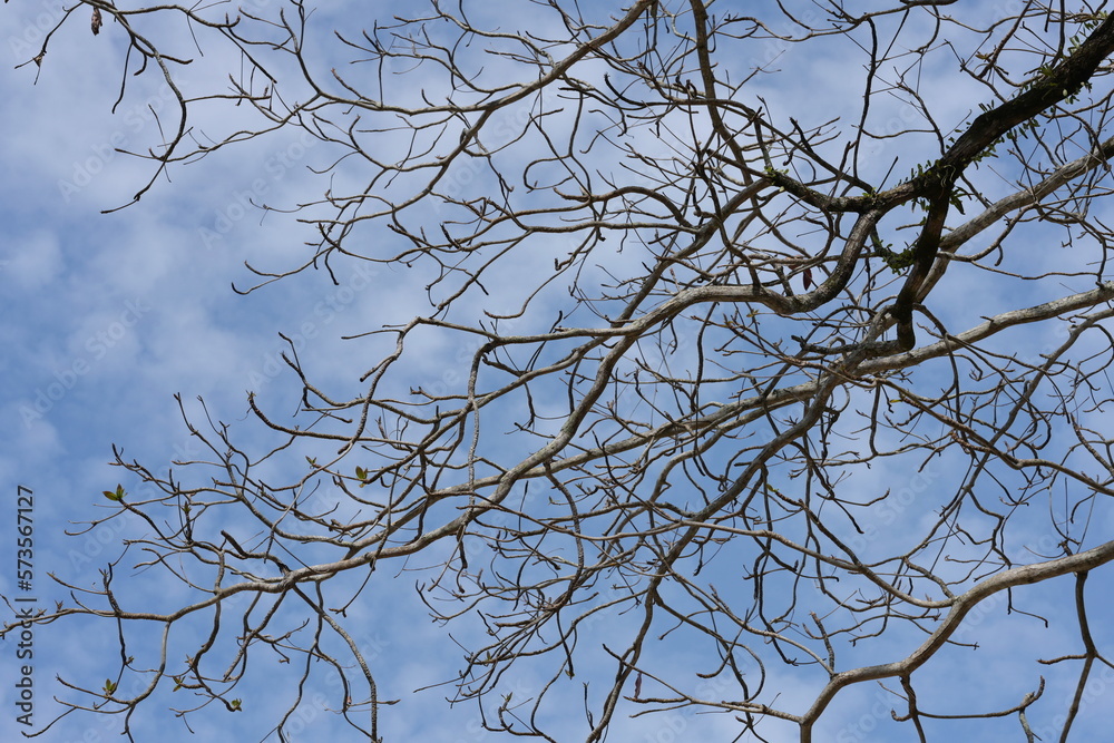 Dry branch of tree. The view from under the tree overlooks the leafless branches of the trees in autumn. Tree branches on blue sky background. The leaves have fallen until only the branches remain.
Dry branch of tree. The view from under the tree overlooks the leafless branches of the trees in autumn. Tree branches on blue sky background. The leaves have fallen until only the branches remain.