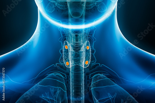 Xray anterior or front view of parathyroid and thyroid glands 3D rendering illustration with male body contours. Anatomy, endocrine system, medical, biology, science, healthcare concepts. photo