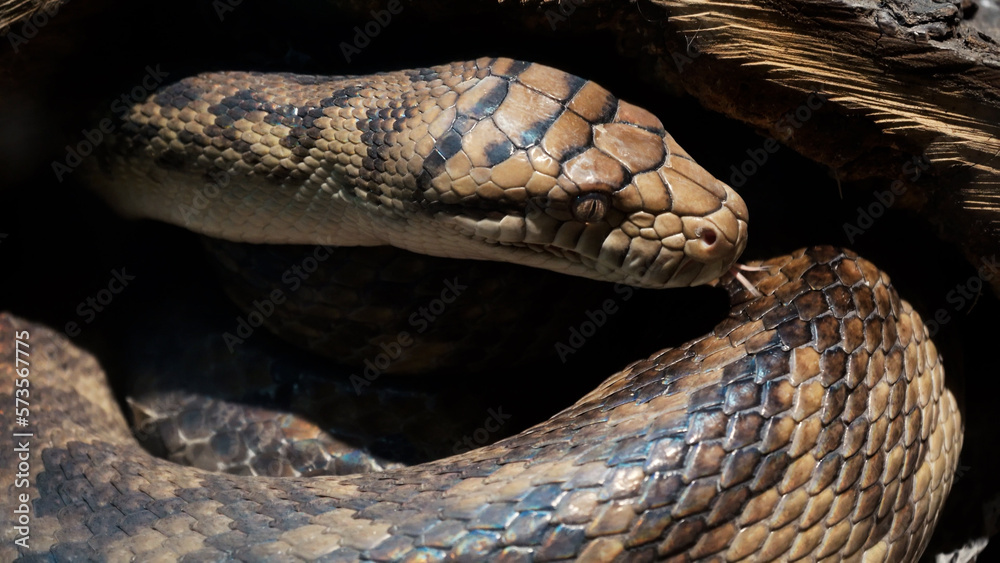 A scaly large reticulated python coiled up in a knot and waits for a ...