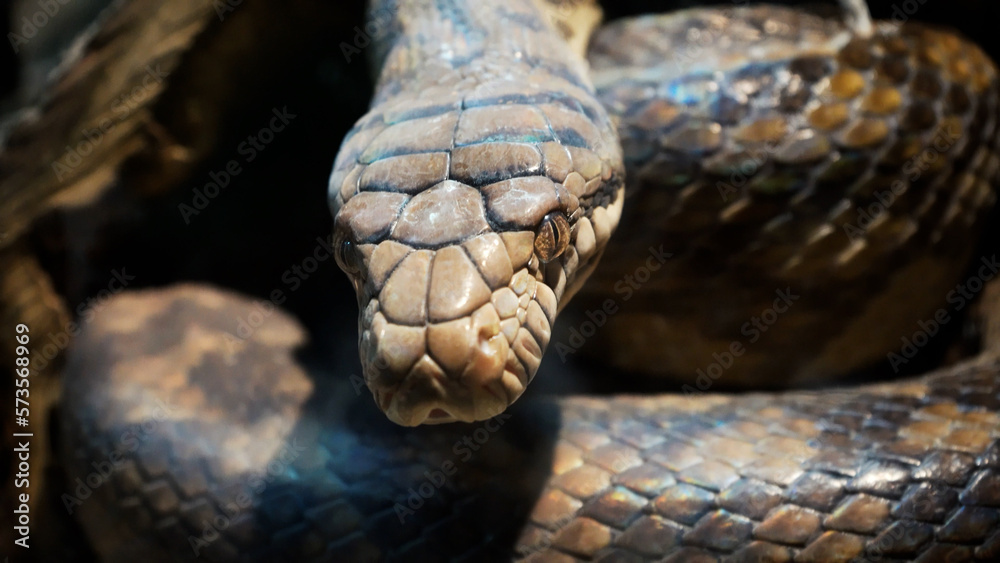 A scaly large reticulated python coiled up in a knot and waits for a victim. A beautiful pattern on the skin shimmers with a rainbow. A scaly large reticulated python coiled up in a knot and waits for a victim. A beautiful pattern on the skin shimmers with a rainbow.