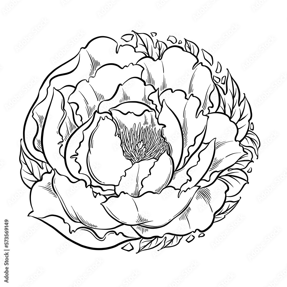 Digital illustration of the peony flower, circular pattern, black and white. Digital illustration of the peony flower, circular pattern, black and white.