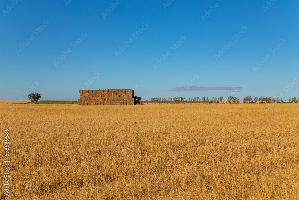 view of a crop field in Spain