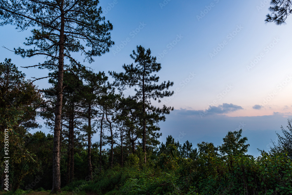 Pine Forest, Pine Trees, The two-leaf and three-leaf pine trees at Doi Pha Hom Pok National Park, Fang District, Chiang Mai, Thailand.