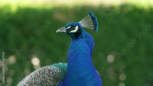 Peacock Watching HD