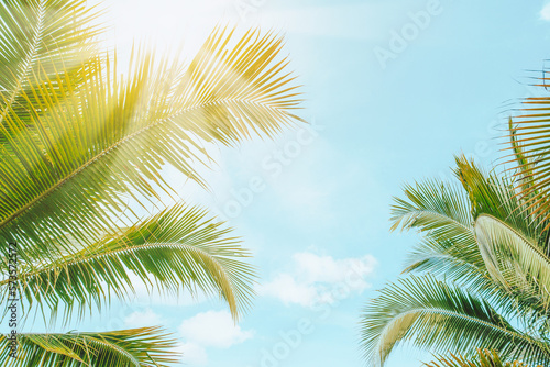 Tropical palm tree with sun light on sunset sky and cloud abstract background.