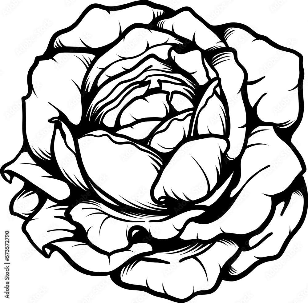 Breath of life rose png.Beautiful flower on transparent background. Breath of life rose png.Beautiful flower on transparent background.