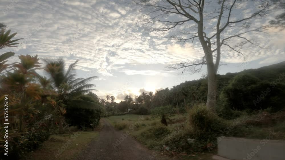4k hand hold still view at a narrow backroad in tropical Island where with a giant tall leafless tress with flourish vegetation and coconut trees along dirt road in a neighborhood during sunset time 4k hand hold still view at a narrow backroad in tropical Island where with a giant tall leafless tress with flourish vegetation and coconut trees along dirt road in a neighborhood during sunset time