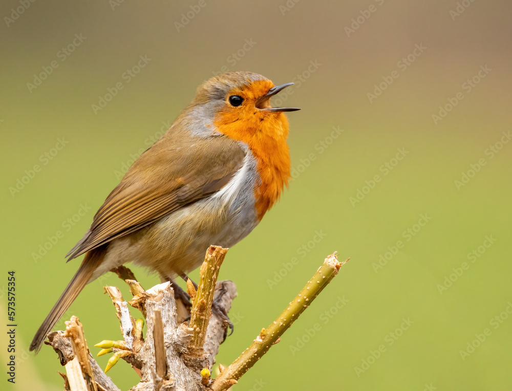 Fototapeta premium robin on a branch singing