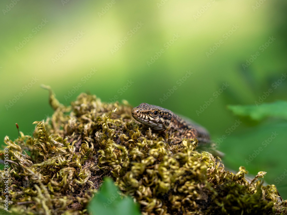 Obraz premium Lézard des murailles sur de la mousse.