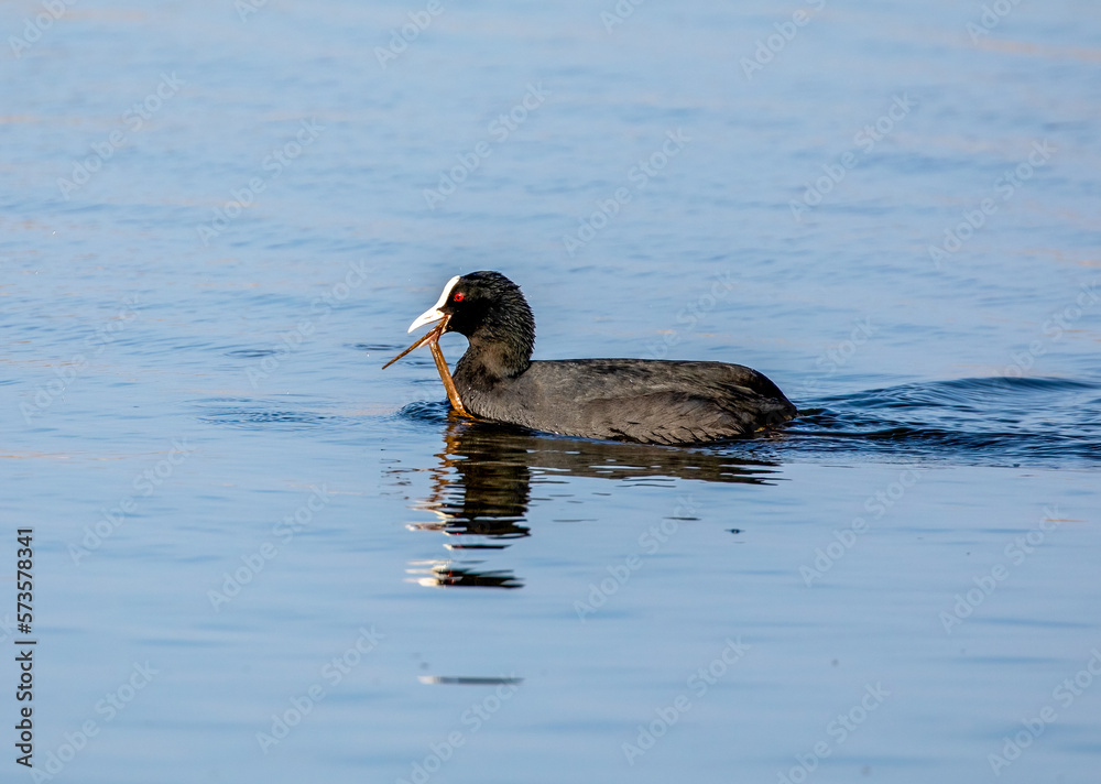 Coot on the water gathering nesting materials Coot on the water gathering nesting materials