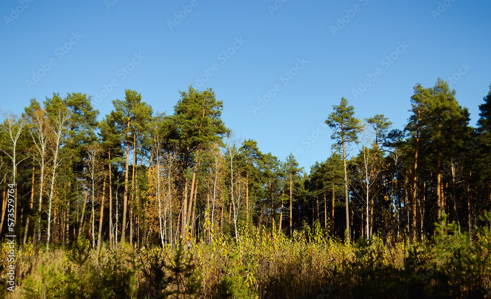 The edge of the forest is illuminated by the evening light of the sun The edge of the forest is illuminated by the evening light of the sun