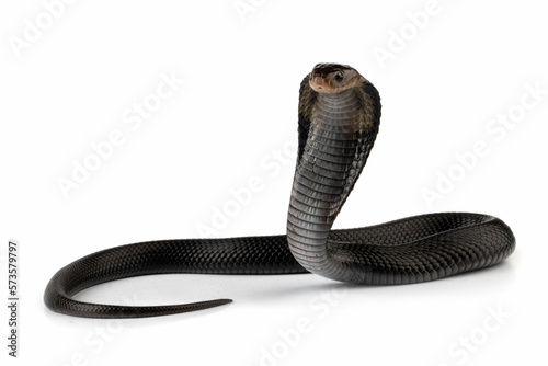 Naja sputatrix snake closeup in a defensive position with isolated background