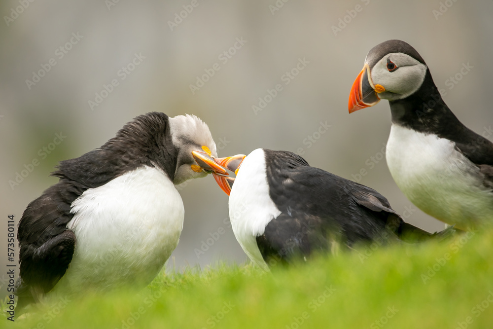 Naklejka premium Puffins fighting