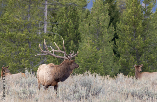 Elk Rutting in Grand Teton National Park Wyoming in Autumn