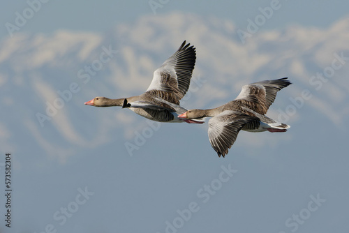 Greylag Goose  Anser anser  flying