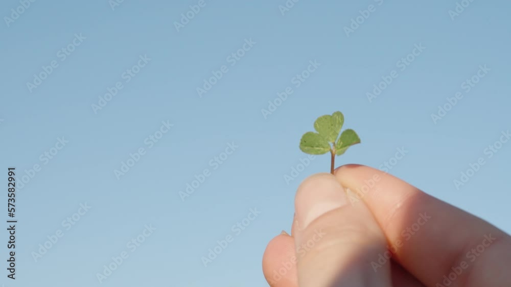 A woman's hand lifts a leaf of Clover into the blue sky. he appears out of the shadow in the sun. A woman's hand lifts a leaf of Clover into the blue sky. he appears out of the shadow in the sun.