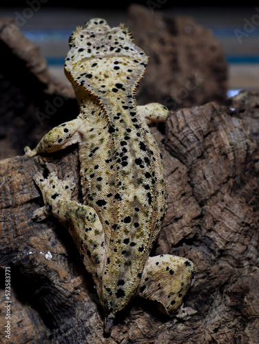 lizard gecko crested gecko wild nature photo