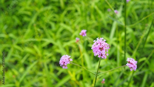 Bokeh Photo close up small flower and blur green grass in summer Thailand, concept abstract, nature, garden, luxury, blossom, flat, picnic, outdoor, plant, purple, no people