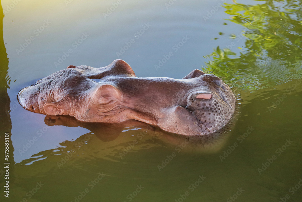 Fototapeta premium Hippopotamus floating on the water nature background