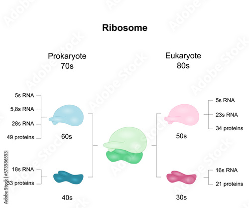 Diagram shows ribosomal subunits in Eukaryotes and Prokaryotes. Vector illustraion