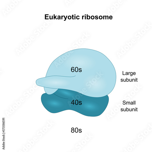 Eukaryotic ribosome 80s with large and small subunit.  photo