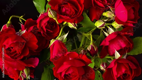 Timelapse beautiful bouquet of red roses flower opening background. wedding backdrop. Bouquet on black backdrop