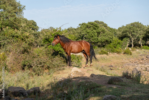 Sardinia  Giara  Small horse of the Giara Park