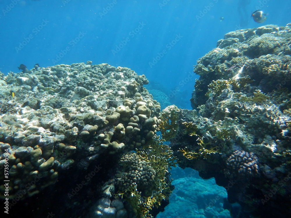Fototapeta premium Diving in Sharm el-Sheikh - Grotta