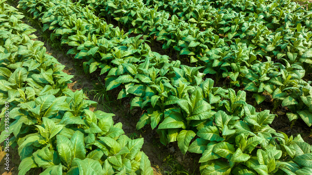 Aerial view young green tobacco plant field, Tobacco plantation leaf crops growing in tobacco plantation field. Aerial view young green tobacco plant field, Tobacco plantation leaf crops growing in tobacco plantation field.
