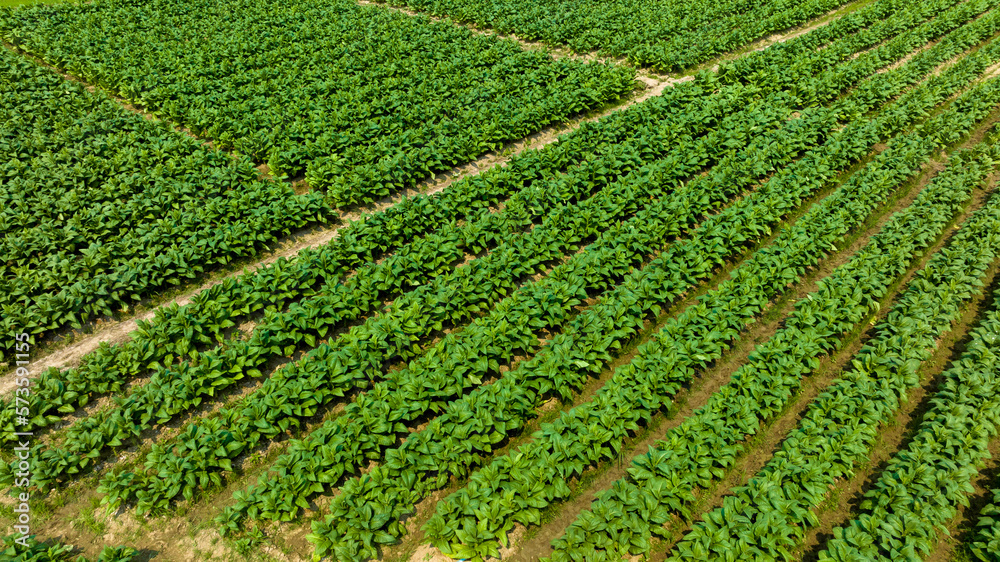 Aerial view young green tobacco plant field, Tobacco plantation leaf crops growing in tobacco plantation field.