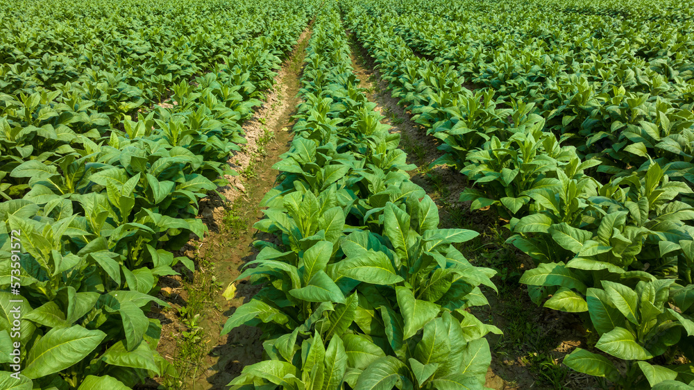 Aerial view young green tobacco plant field, Tobacco plantation leaf crops growing in tobacco plantation field.