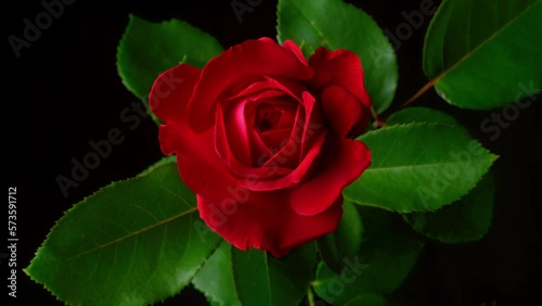 Timelapse beautiful red rose flower opening background. wedding backdrop. Bouquet on black backdrop