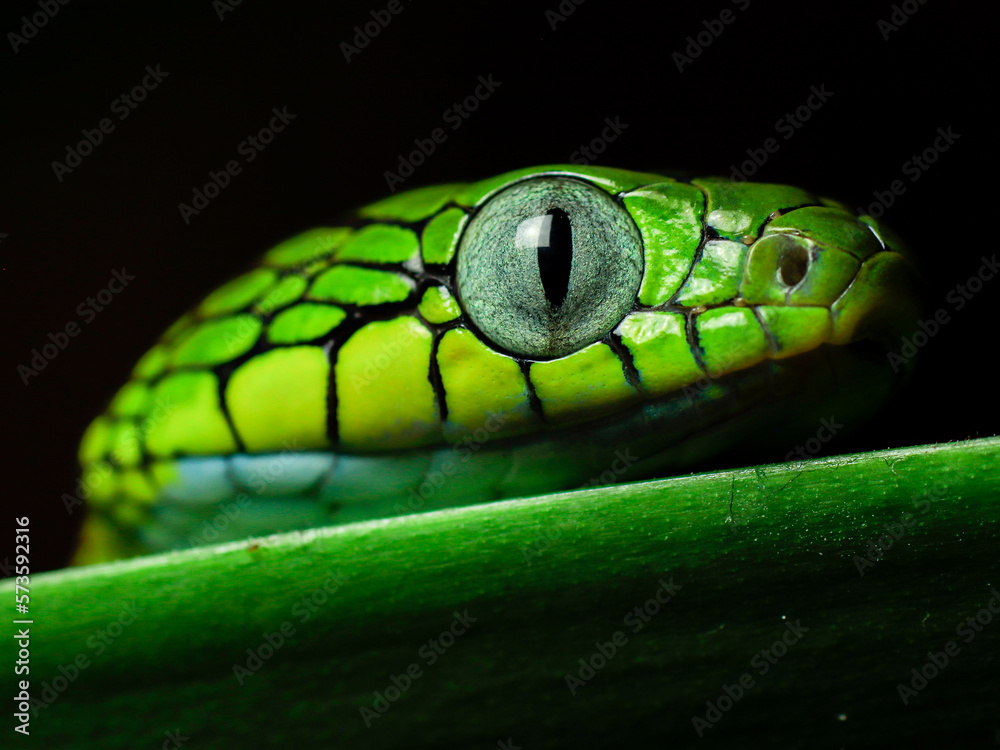 Fototapeta premium snake on tree green tree python boiga cyanea dangerous snake