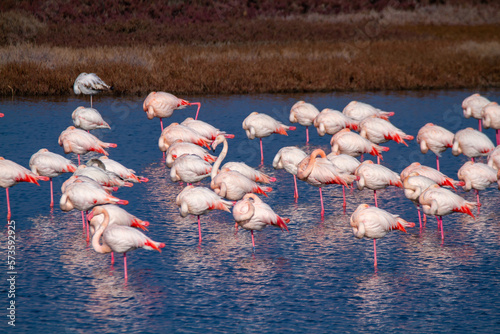 pink flamingo park of po comacchio