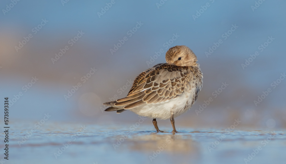 Dunlin - young bird at a seashore on the autumn migration way Dunlin - young bird at a seashore on the autumn migration way